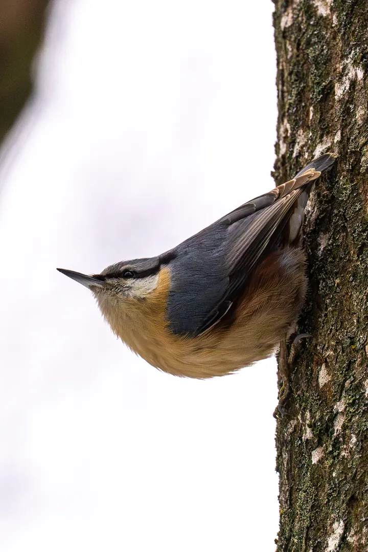 Nuthatch in Băneasa Forest