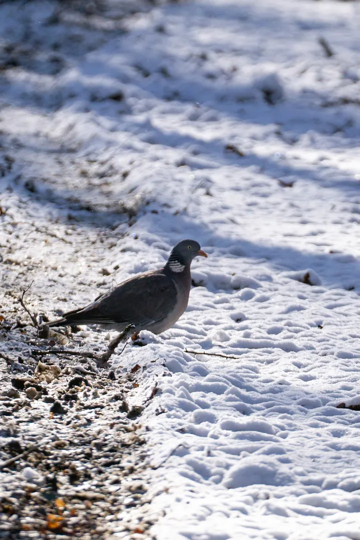 Wood pigeon