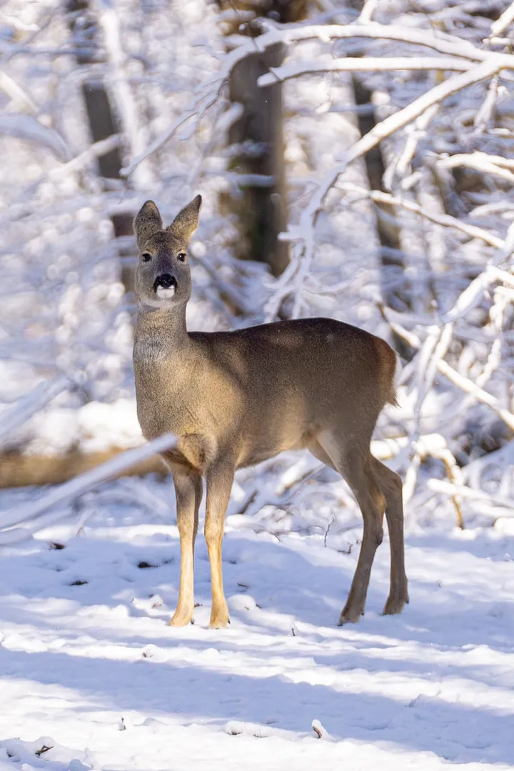 Roe deer