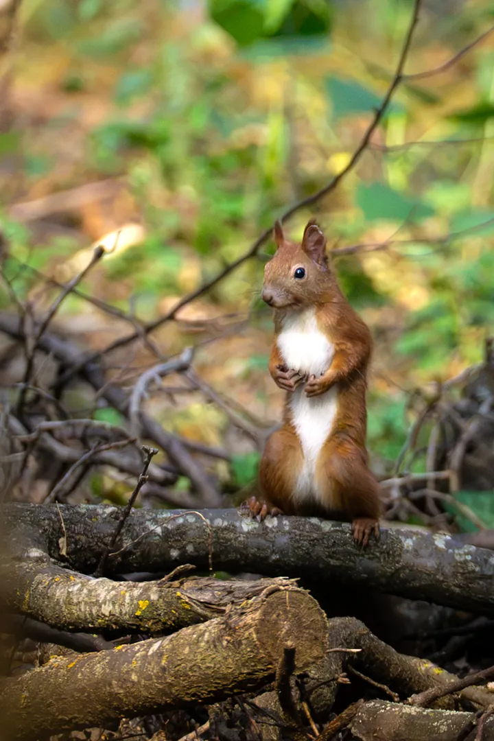 Red squirrel in Băneasa Forest