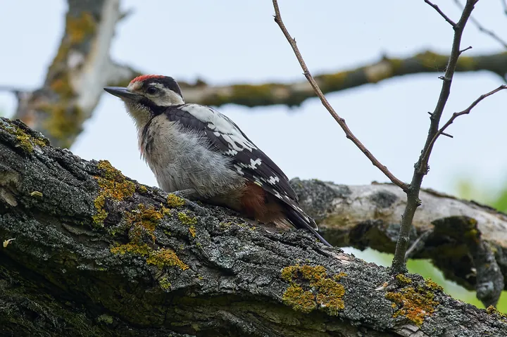 A Syrian woodpecker on a lichen-covered branch, its white cheek without a black bar reaching the nape.