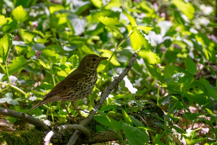 Song thrush