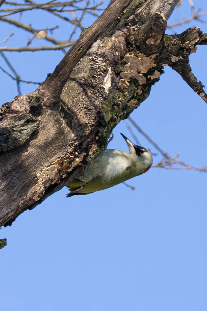 A green woodpecker hanging upside down under a dead limb covered in bracket fungus, a black mask around its white eye.