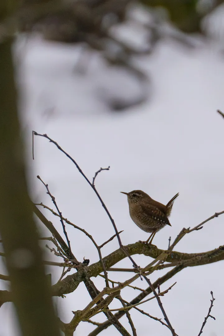 Wren