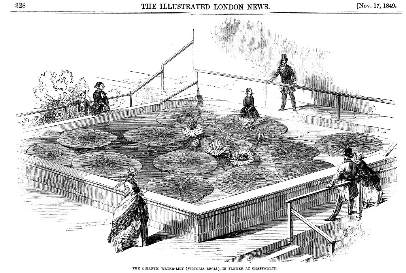 The gigantic waterlily in flower at Chatsworth, with a girl standing on a leaf as spectators gather around the tank