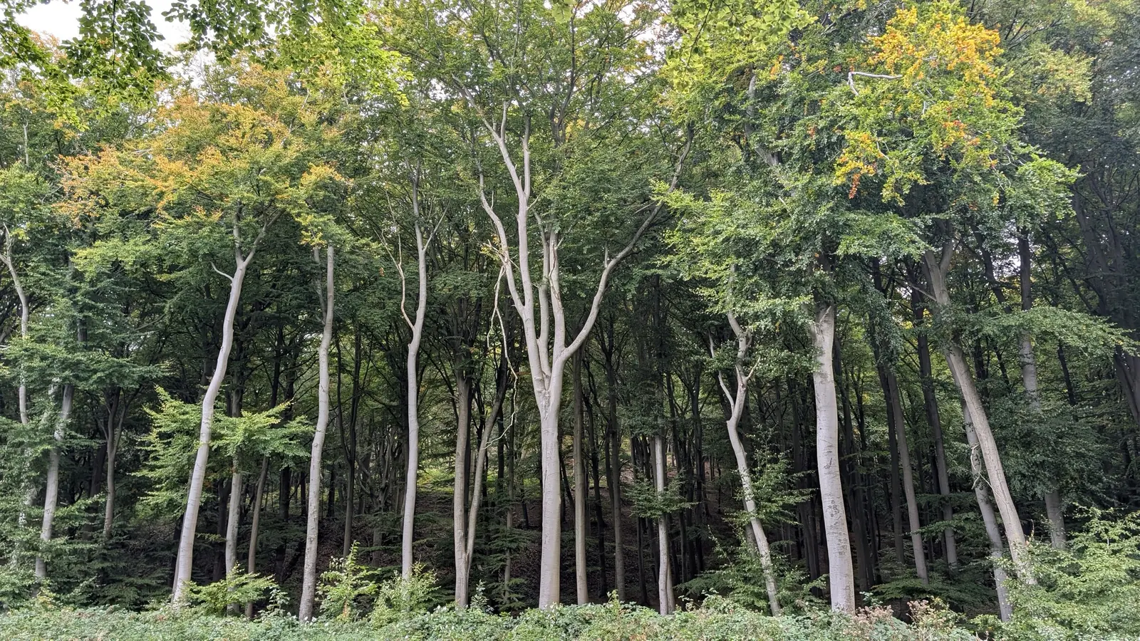 Fagi în Parcul Național Jasmund, pe insula Rügen. La câteva zeci de metri, trunchiurile acoperă deja aproape tot.