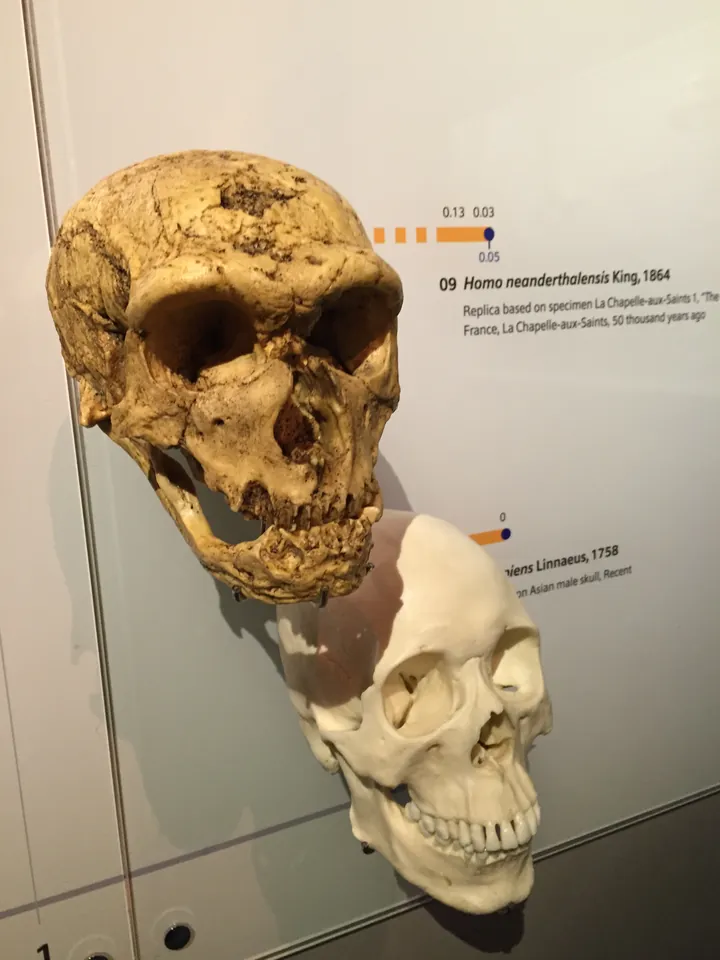 Două cranii alăturate: cel de Neanderthal, cu arcada groasă, și cel de om modern.