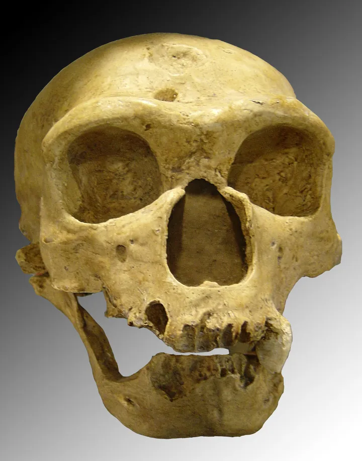 Reconstituirea unui bărbat Neanderthal: frunte joasă, arcadă puternică, păr lung.