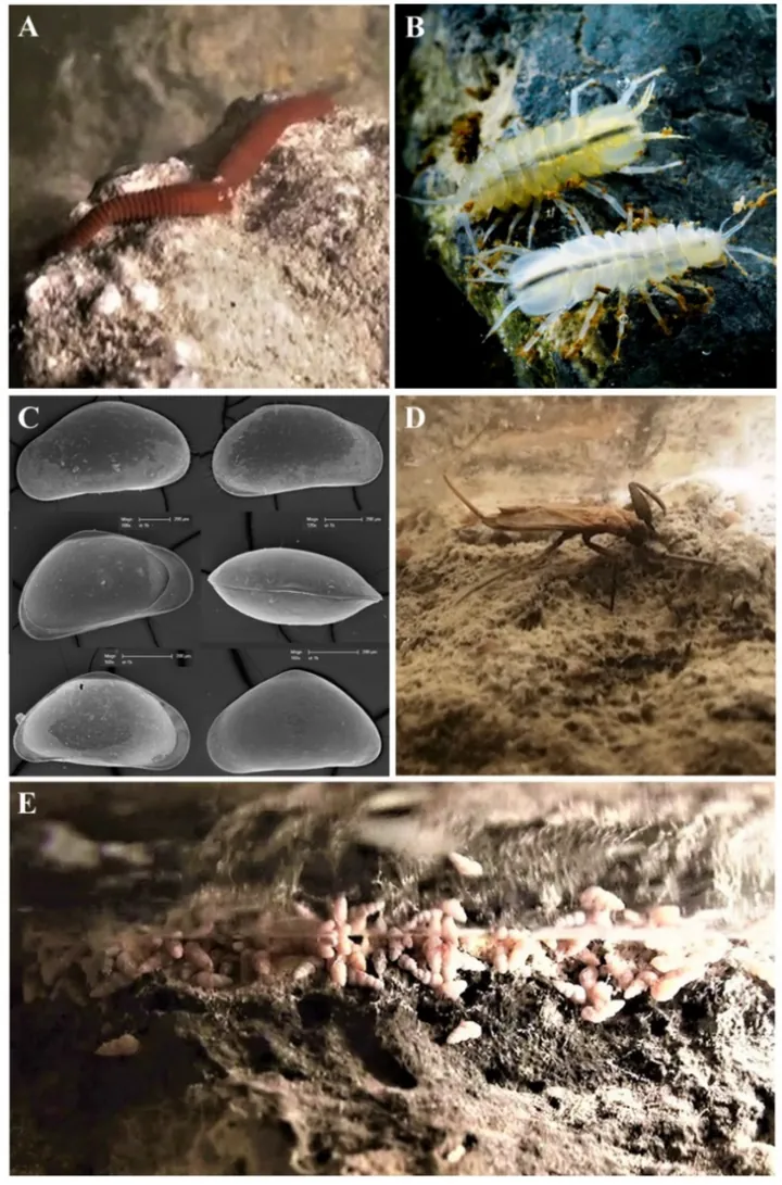 Cinci panouri cu nevertebrate acvatice oarbe: lipitoare, izopod, ostracod, scorpion de apă și melc.