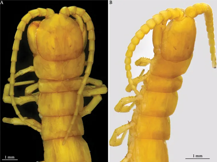 Capul și primele segmente ale centipedului, la microscop: antene lungi și plăci lucioase, maro-roșcate.