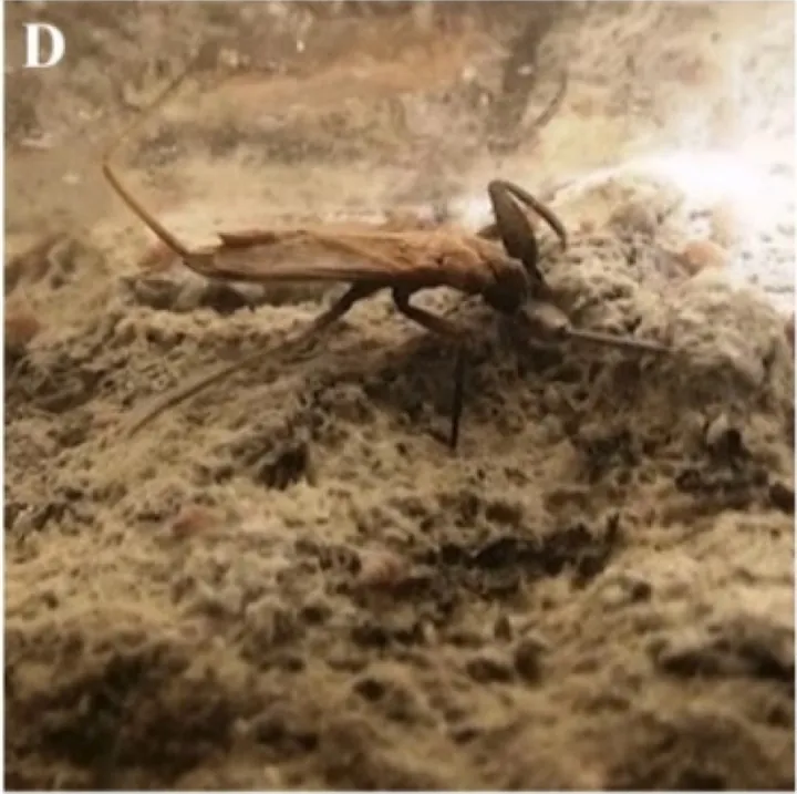 Scorpionul de apă Nepa anophthalma, un prădător turtit, brun, fără ochi, cu tubul respirator întins în spate.