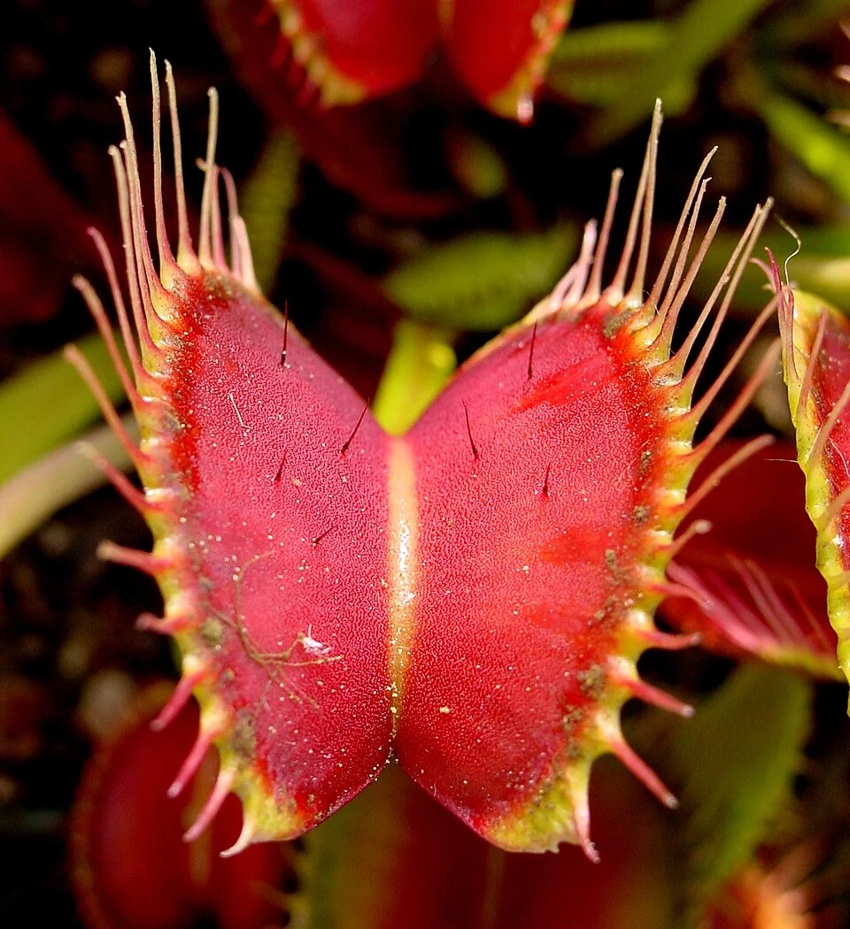An open red Venus flytrap with short trigger hairs inside and long spikes around its edges.
