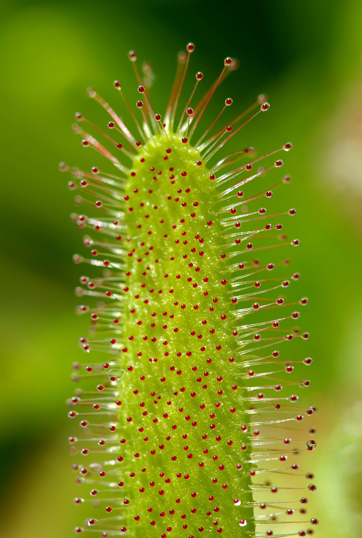 A Cape sundew leaf covered with red tentacles bearing glistening drops of secretion.