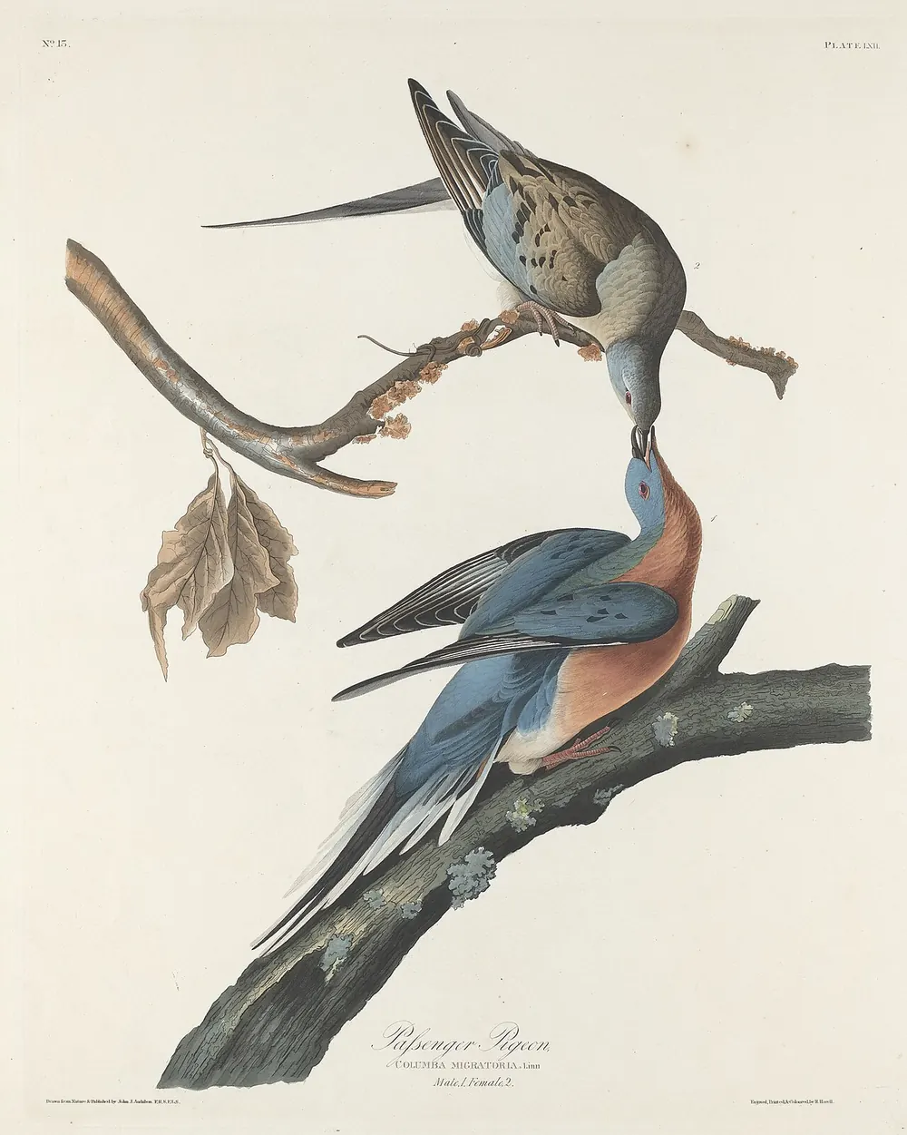 Colour engraving of a passenger pigeon perched on a branch.