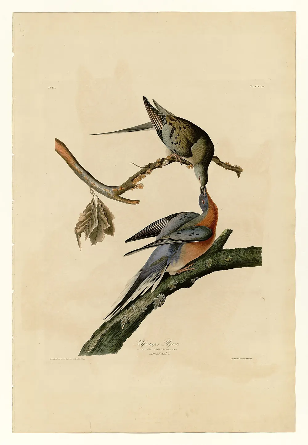 Period colour illustration of two passenger pigeons on a branch.