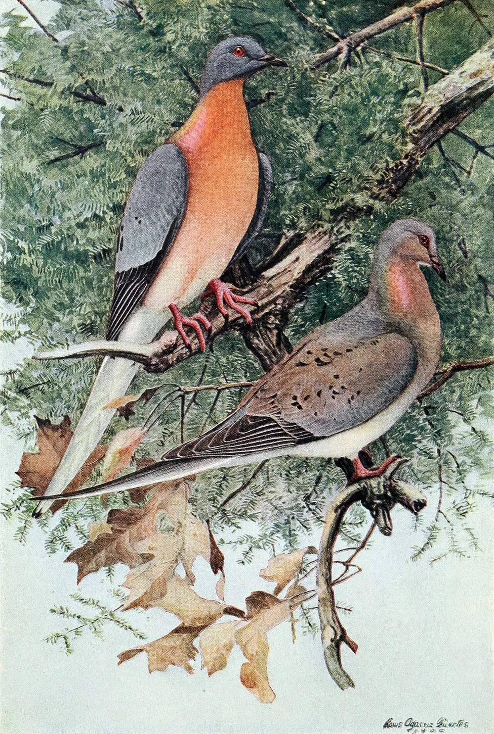 1907 colour illustration of two passenger pigeons.