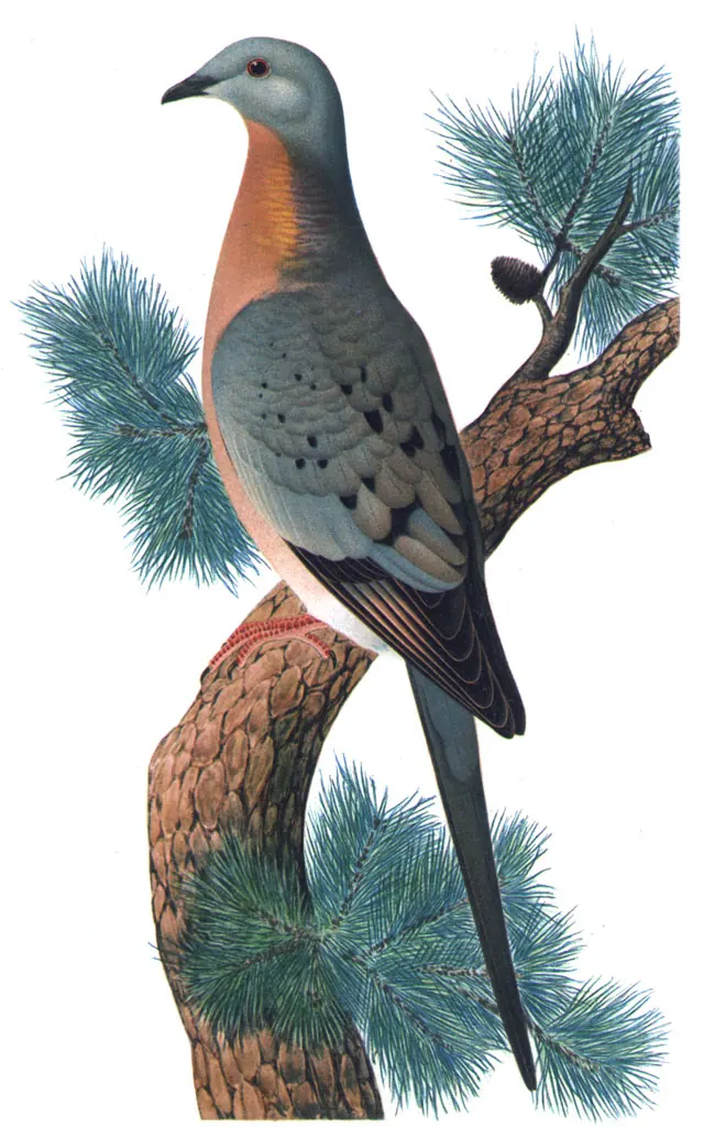 1920 illustration of a male passenger pigeon.