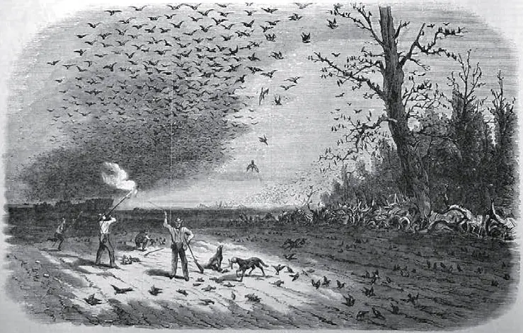 1867 newspaper engraving of pigeon hunters in Iowa.