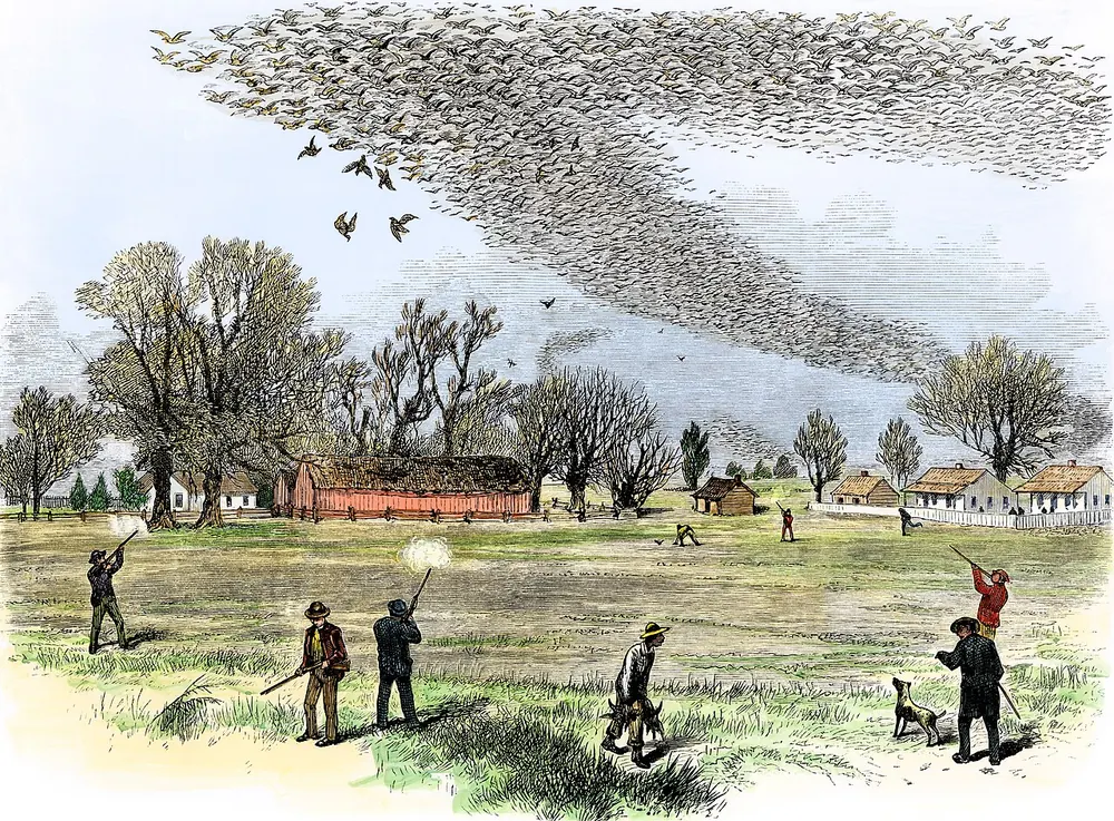 1875 engraving of hunters firing into a huge pigeon flock.