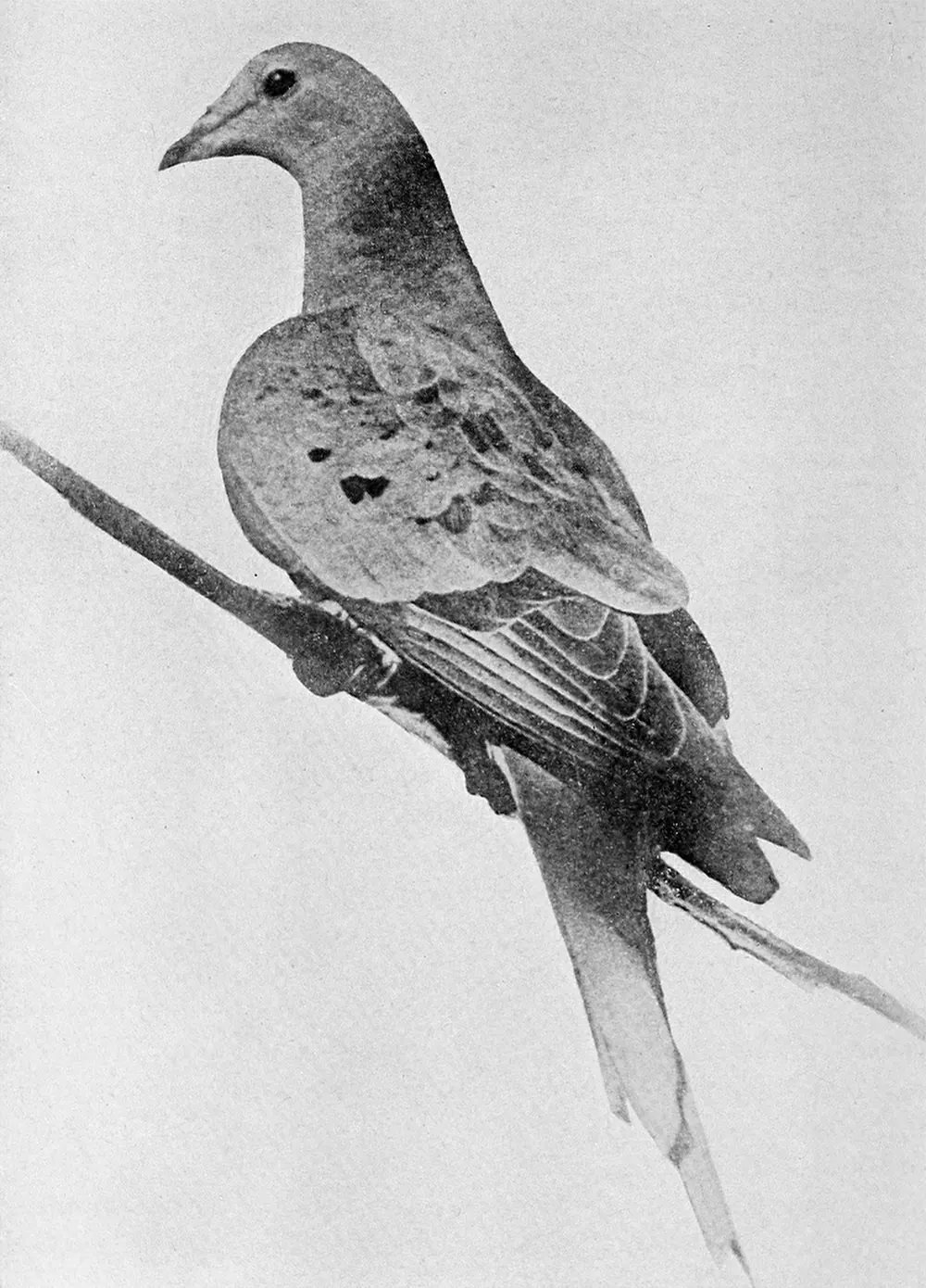 1912 photograph of Martha, the last passenger pigeon, in her aviary.