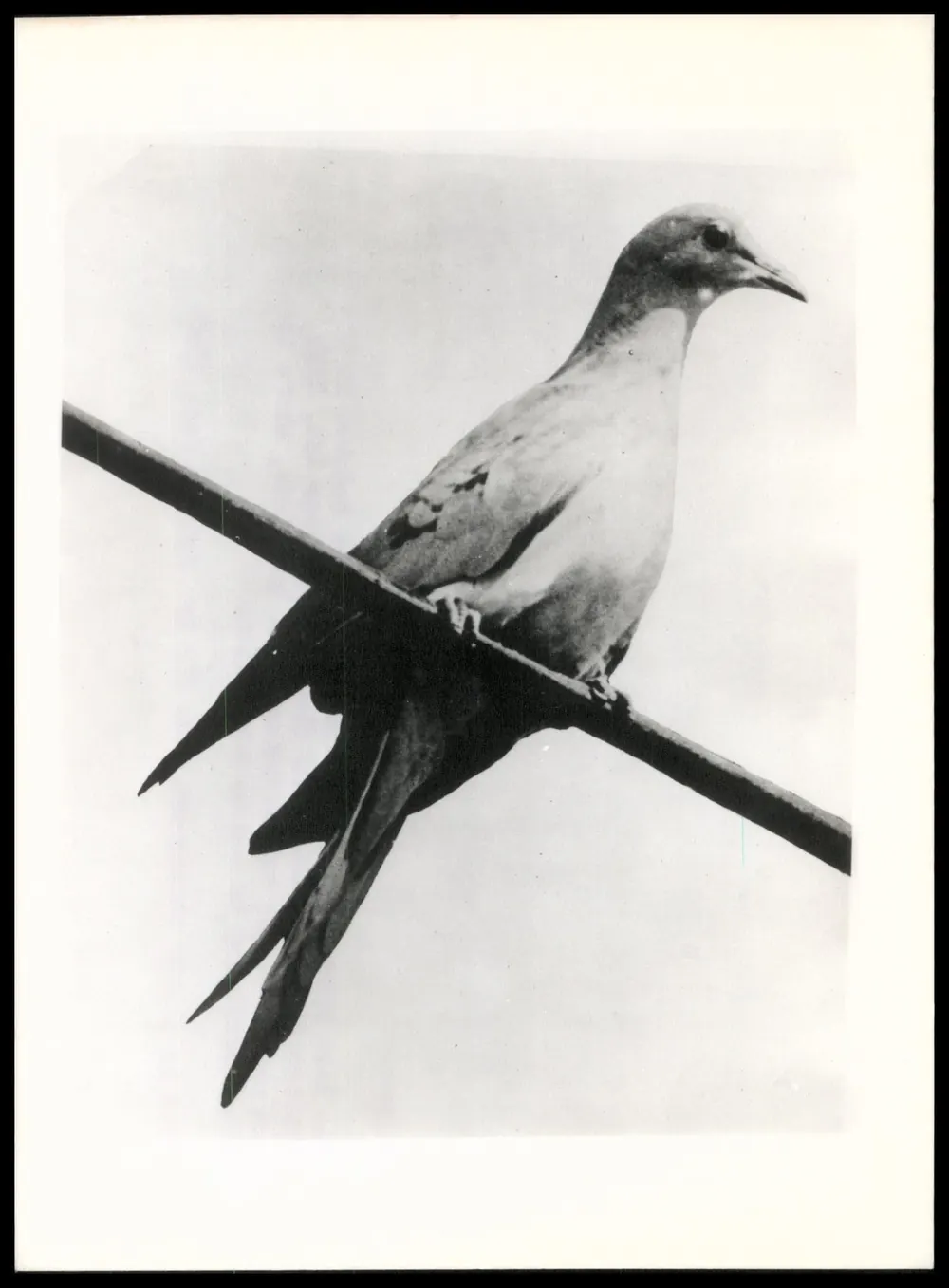Vintage photograph of the last living passenger pigeon.
