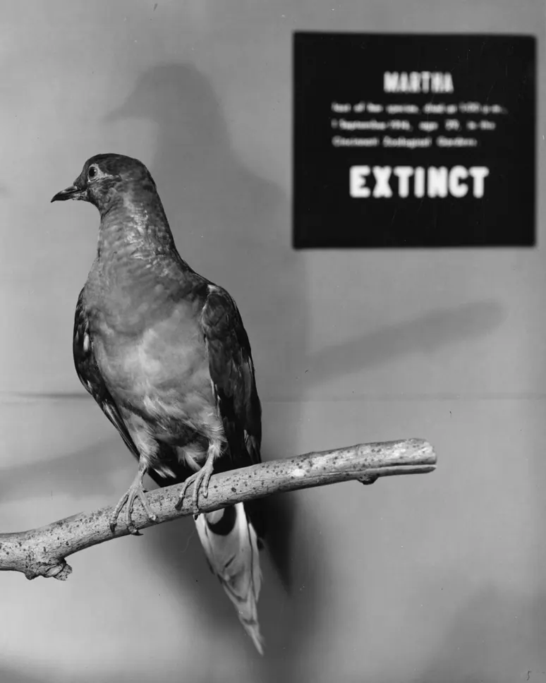 Martha's mounted specimen in a museum display case.