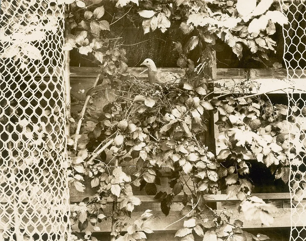 1896 photograph of a passenger pigeon sitting on its nest.