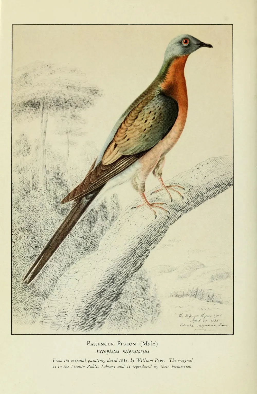 1835 drawing of a male passenger pigeon.