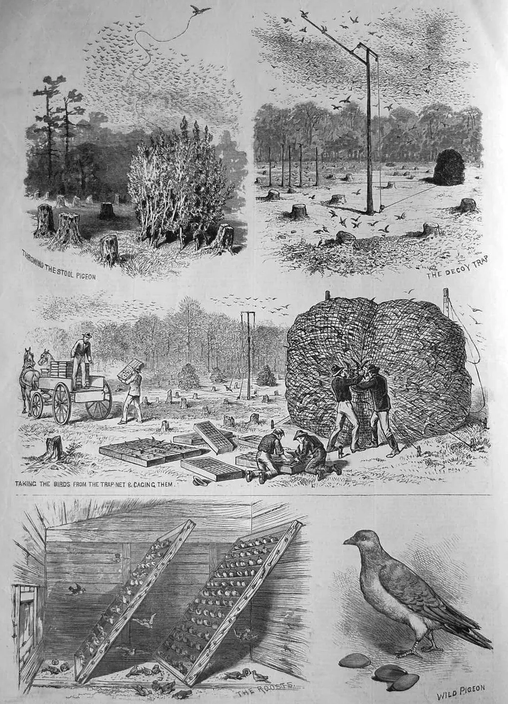 1881 newspaper spread showing pigeon netting and trapping methods.