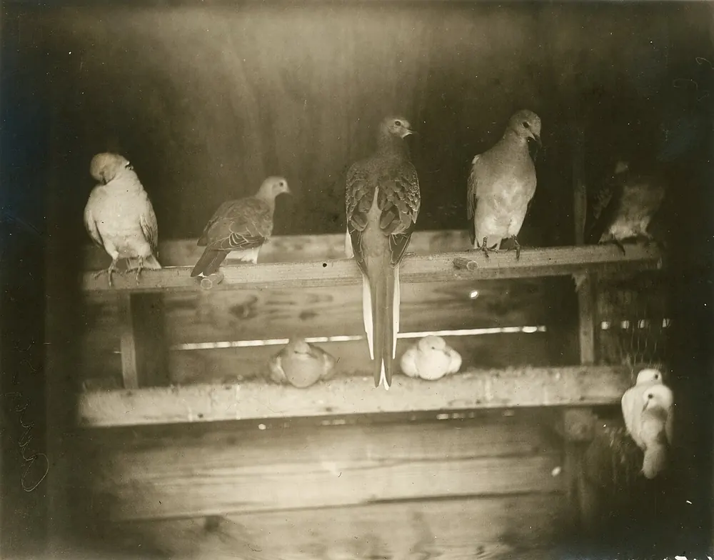 1896 photograph of several live passenger pigeons perched in a row.