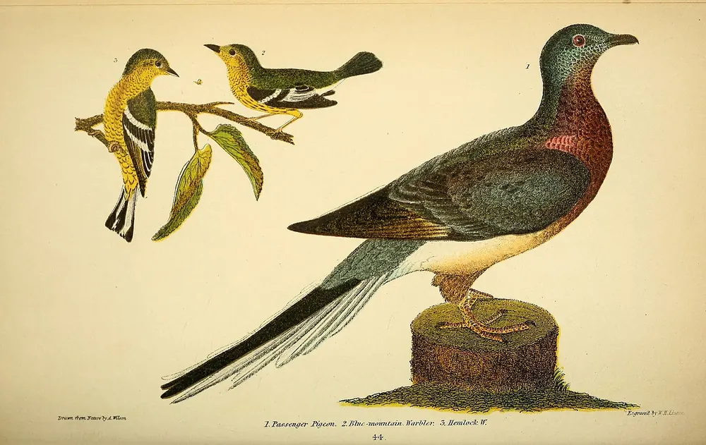 Antique ornithological plate showing passenger pigeons.