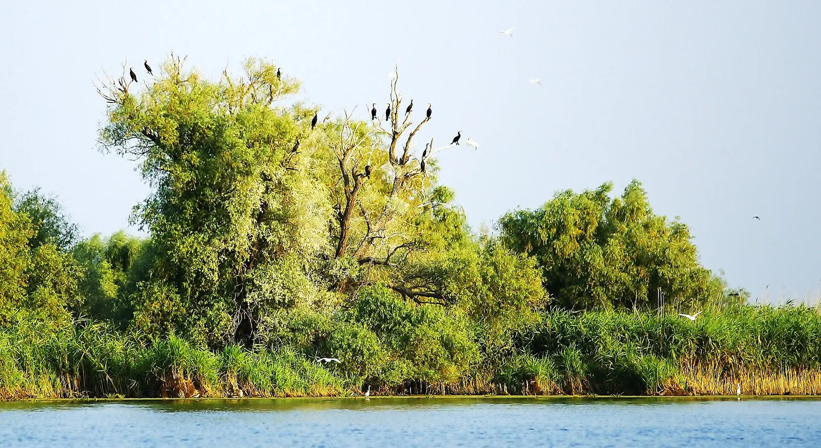 Copaci verzi plini de cormorani pe malul unui lac din Delta Dunării