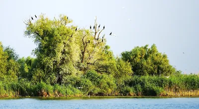 Copaci verzi plini de cormorani pe malul unui lac din Delta Dunării