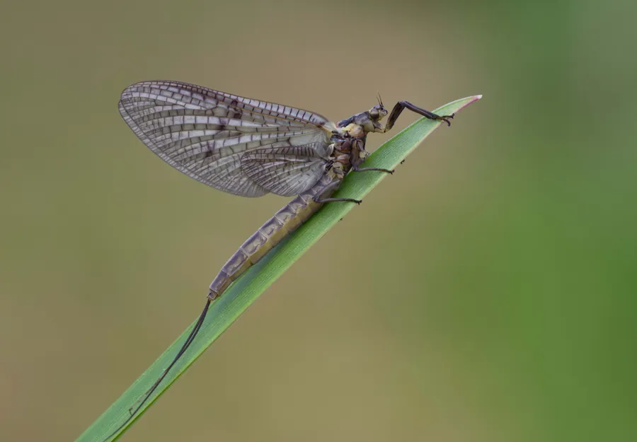 Ephemera vulgata: larvele ei „apar ca insecte complete pe la ziua de Rusalii”.