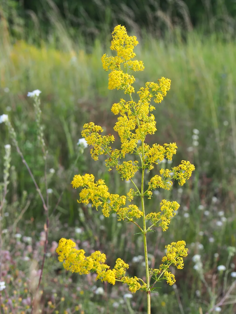 Sânziana in the hay: the feast's yellow flower, Galium verum.