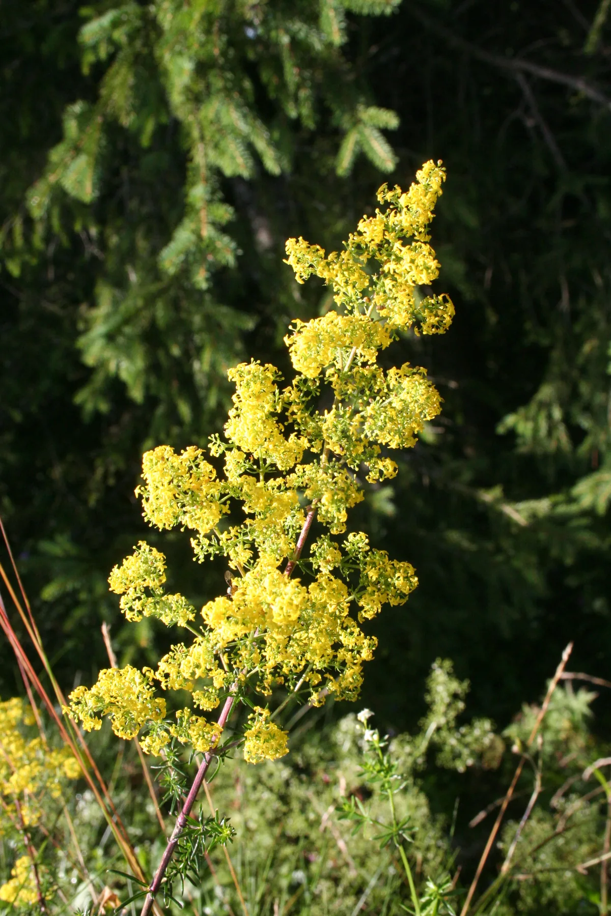 Yellow lady's bedstraw in flower