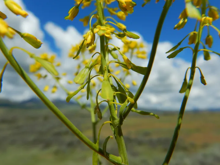 Woad plants with yellow flowers in a field.