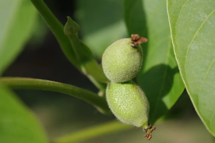 Green walnuts hanging on a branch.