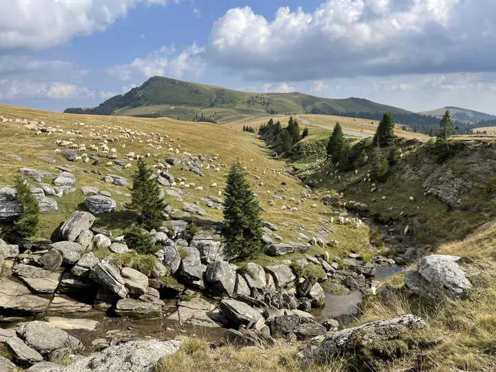 A flock of sheep grazing in the Bucegi Mountains.