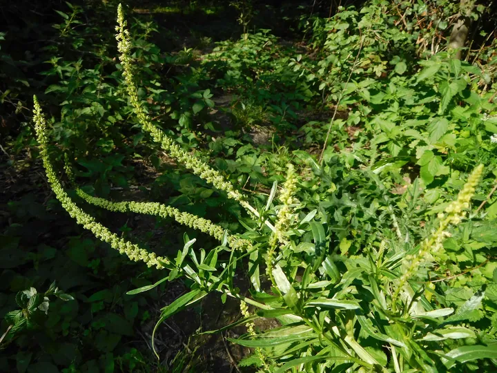 A weld plant with yellow flowers growing on a bank.