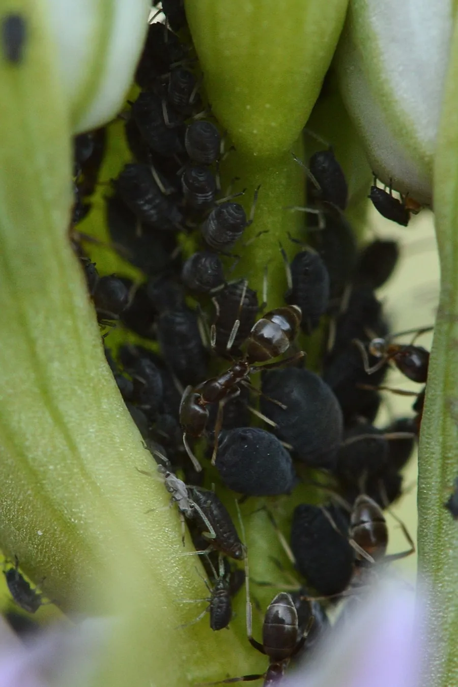 Obreres de formiga argentina cuidant pugons negres en una tija