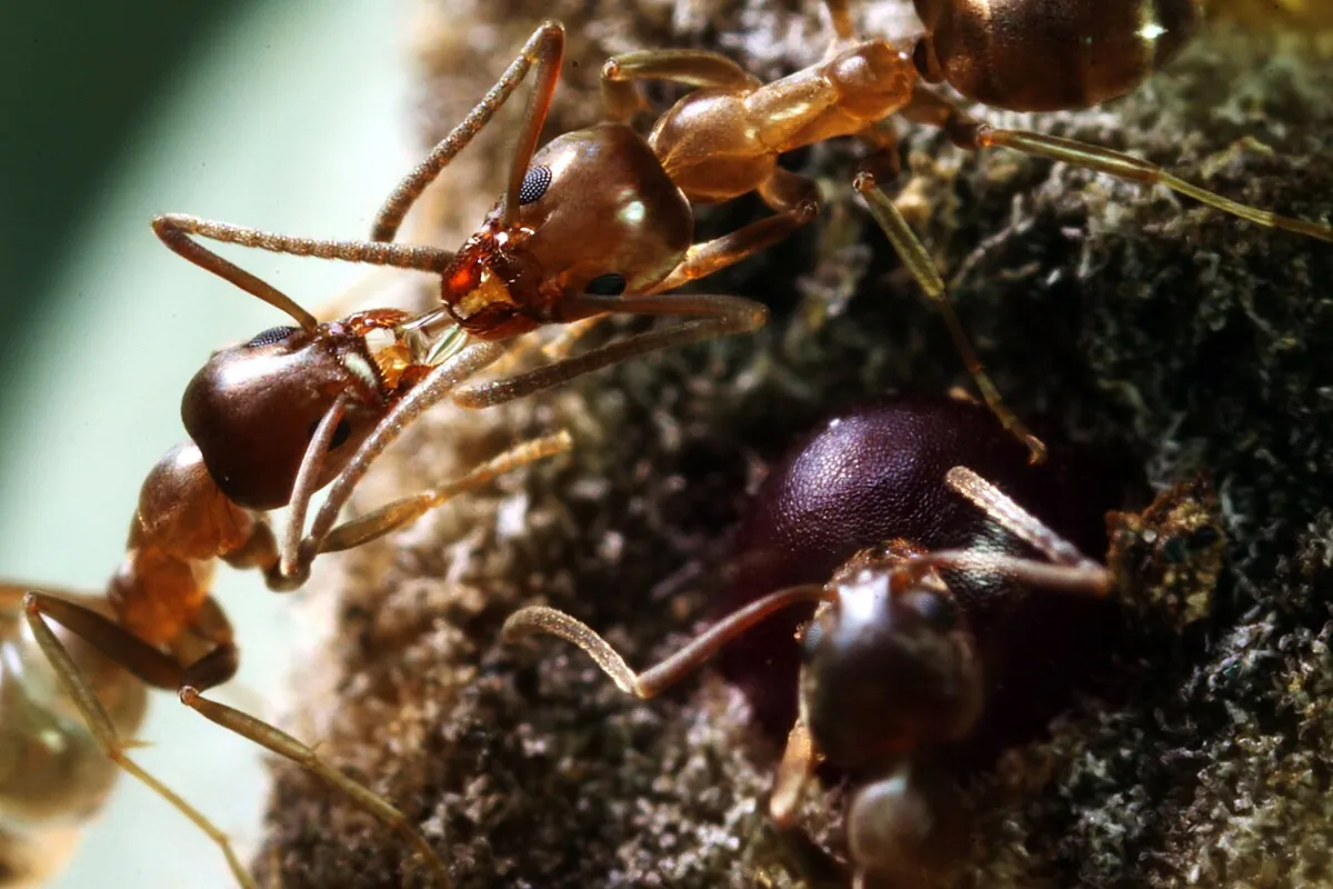 Argentine ant workers exchanging liquid food