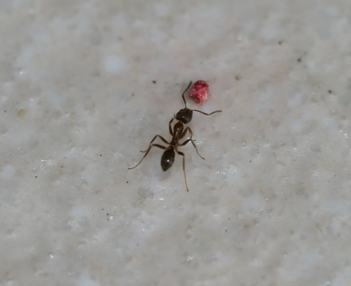 A single Argentine ant worker on marble