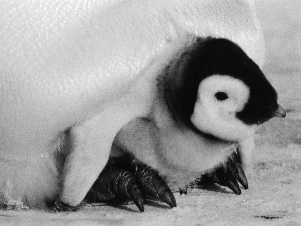 A small emperor chick sheltered on its parent's feet