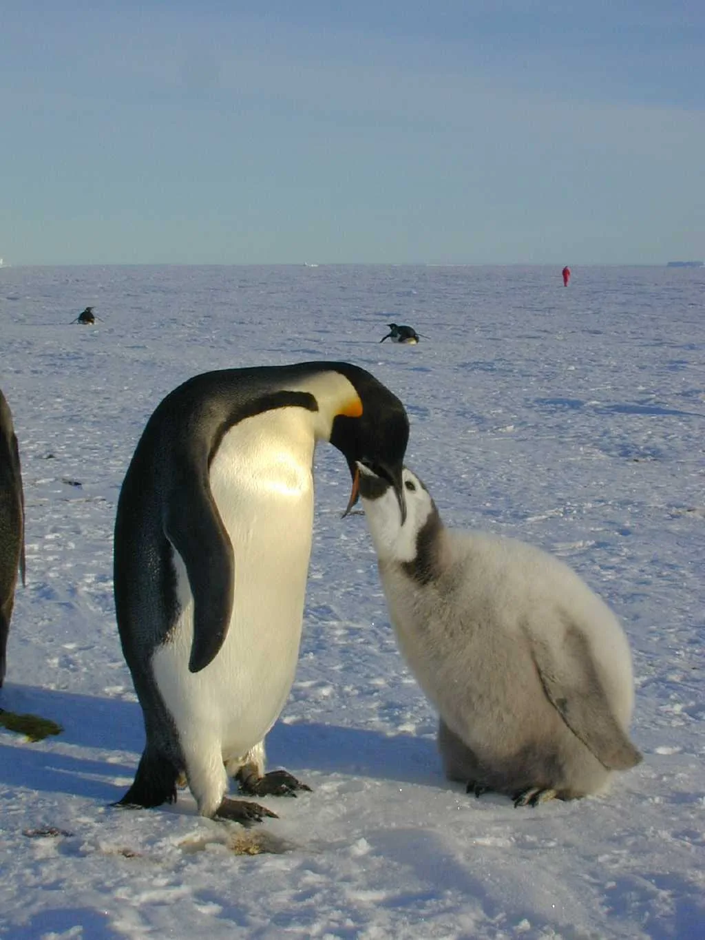 An adult emperor penguin feeding a large grey chick