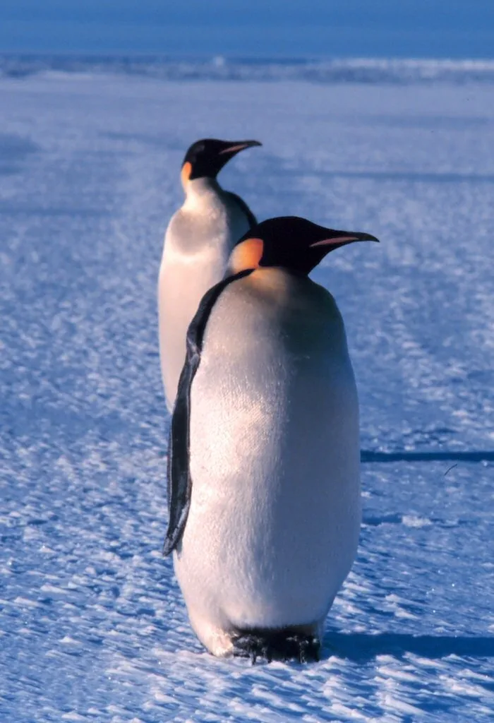 Two emperor penguins crossing flat sea ice