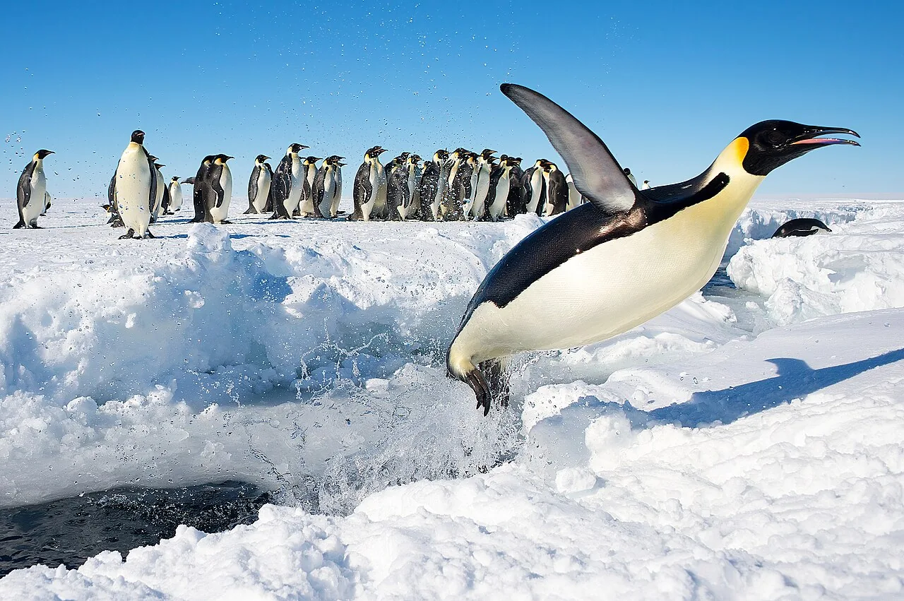 An emperor penguin leaping out of the sea onto the ice, colony behind