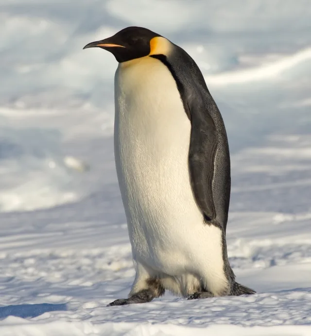 A lone emperor penguin in profile against snow