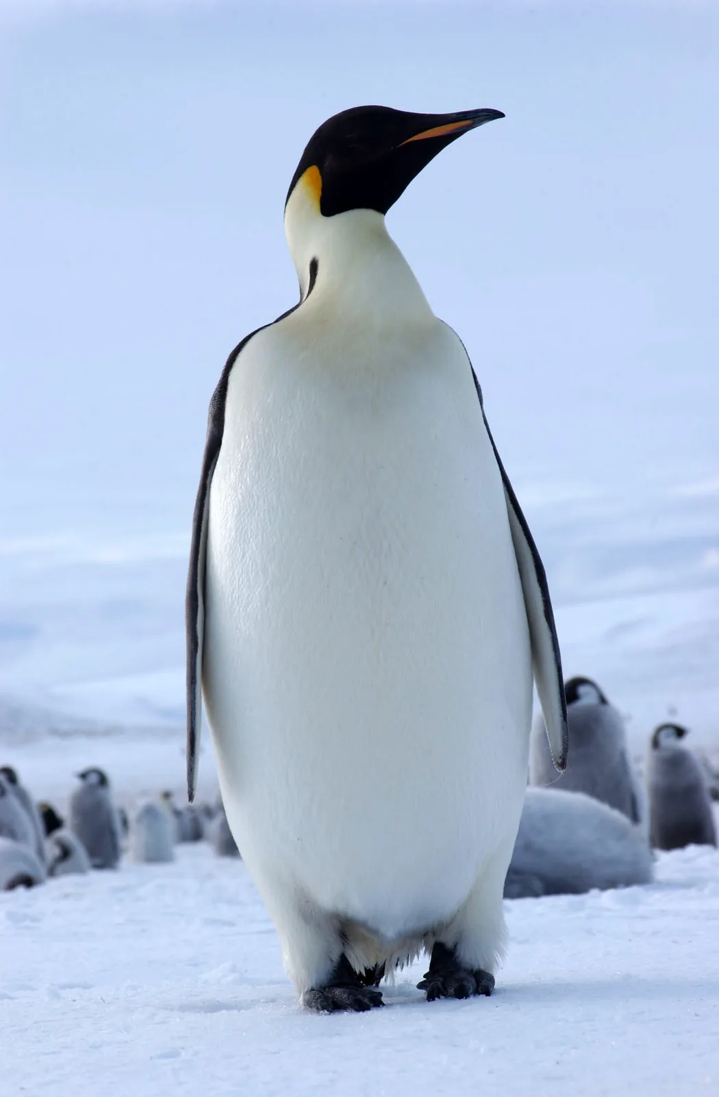 An emperor penguin standing on snow with chicks behind it