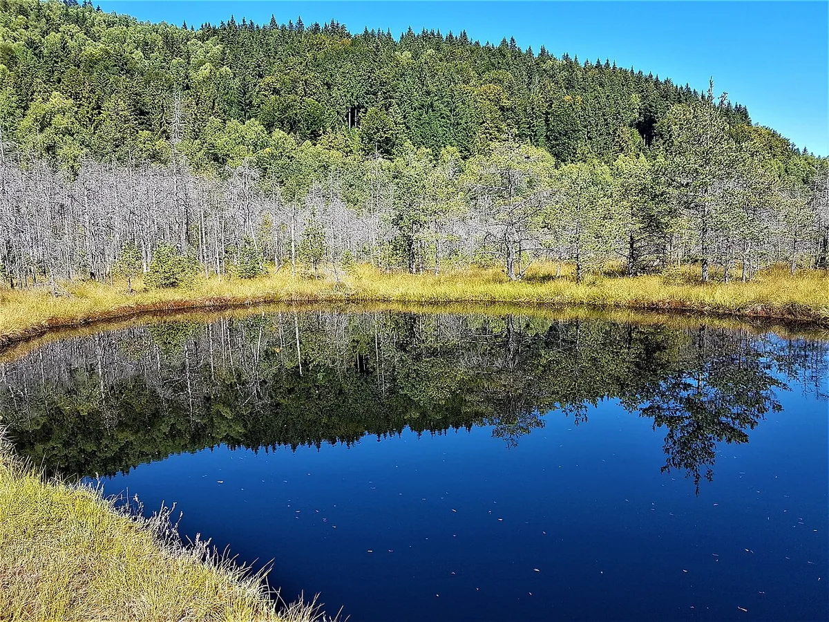 A pool of dark water mirroring the sky in the middle of the pine-fringed bog.
